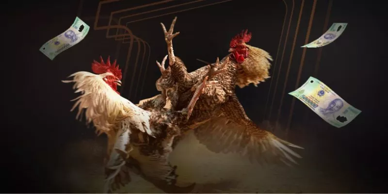 Tổng quan về đá gà cựa dao NBET
