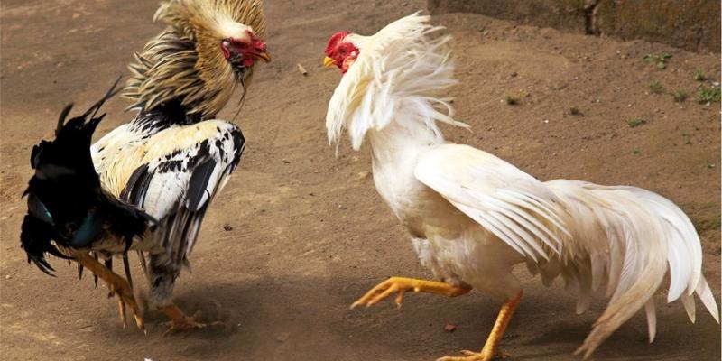 Các thể loại đá gà nổi bật trên NBET