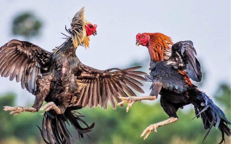 Tại sao đá gà NBET lại thu hút cộng đồng cá cược?